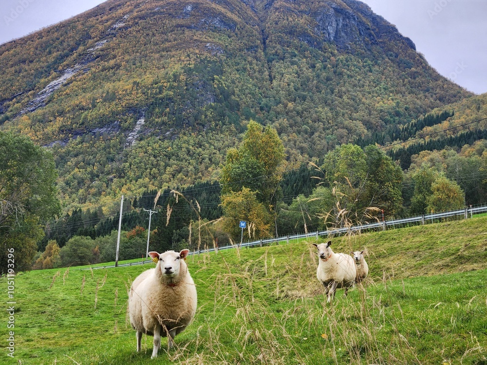 Naklejka premium Norwegian Mountain with three sheep looking at the camera