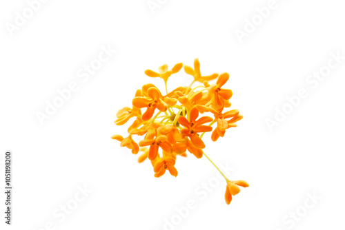blooming sweet osmanthus isolated on a white background