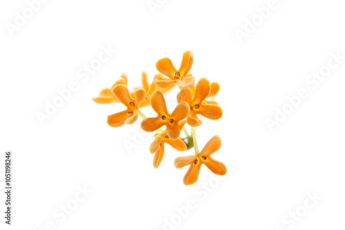 blooming sweet osmanthus isolated on a white background