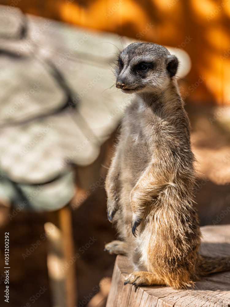 Fototapeta premium Meerkat standing looking for something