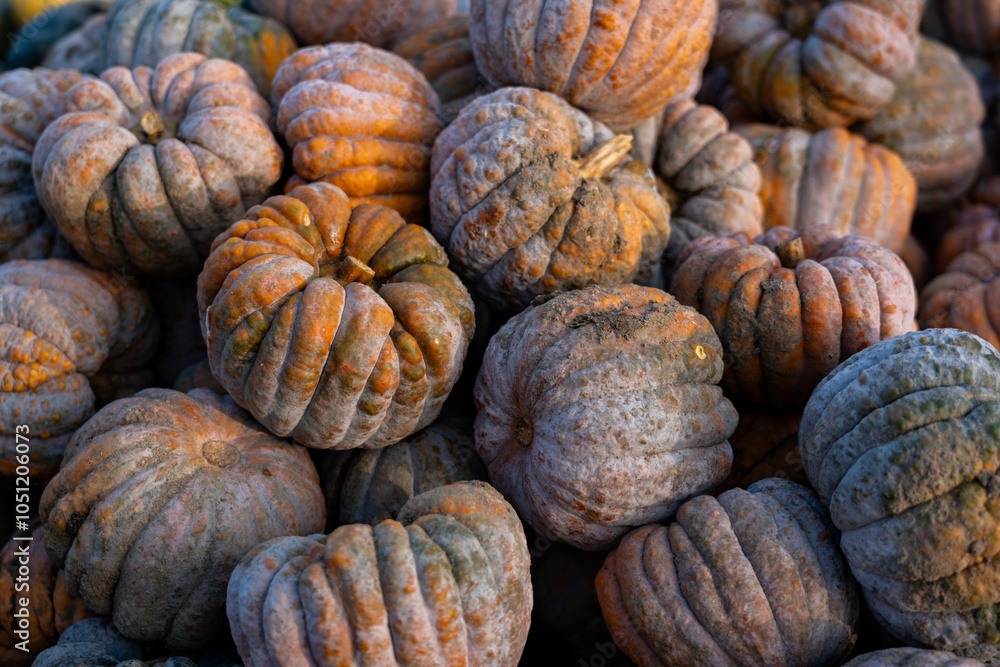 Decorative gourds in a range of shapes and vibrant colors, ideal for autumn harvest decorations, seasonal events, and outdoor displays, showcasing the natural variety of farm-grown produce Decorative gourds in a range of shapes and vibrant colors, ideal for autumn harvest decorations, seasonal events, and outdoor displays, showcasing the natural variety of farm-grown produce