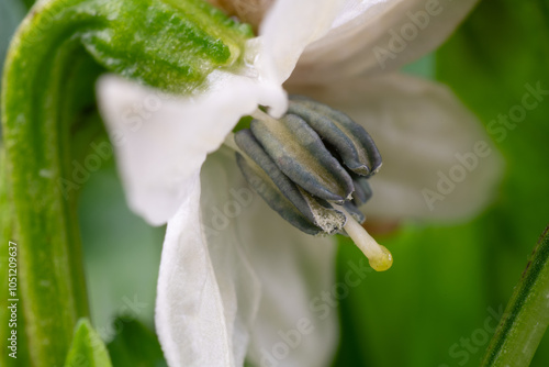 Pistil and stamen of red pepper (Capsicum annuum)