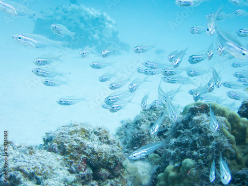 Shoal of Luminous cardinalfish swimming photo