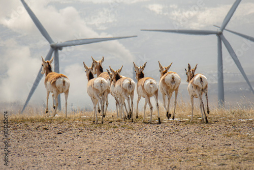 Antelope on Wind Farm Wyoming