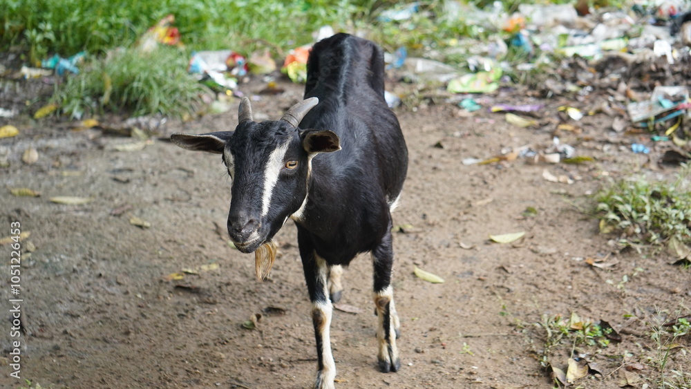 The Goat : A lone goat grazes peacefully on a lush, green field, its head lowered, nibbling tender grass under a bright, clear sky. The Goat : A lone goat grazes peacefully on a lush, green field, its head lowered, nibbling tender grass under a bright, clear sky.