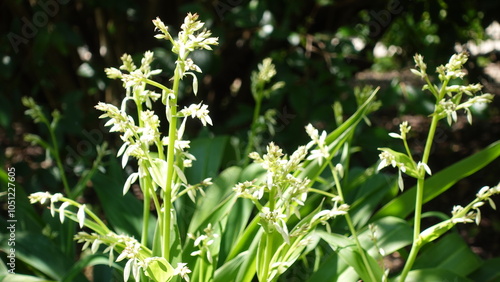 Veratrum virginicum or Virginia Bunchflower in white, Melanthium is a genus of herbaceous perennial plants native to North America photo