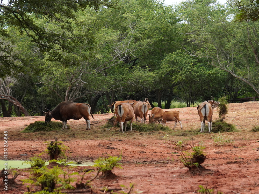 Naklejka premium Banteng Herd Feeding in EnclosureBanteng Herd Feeding in Enclosure.