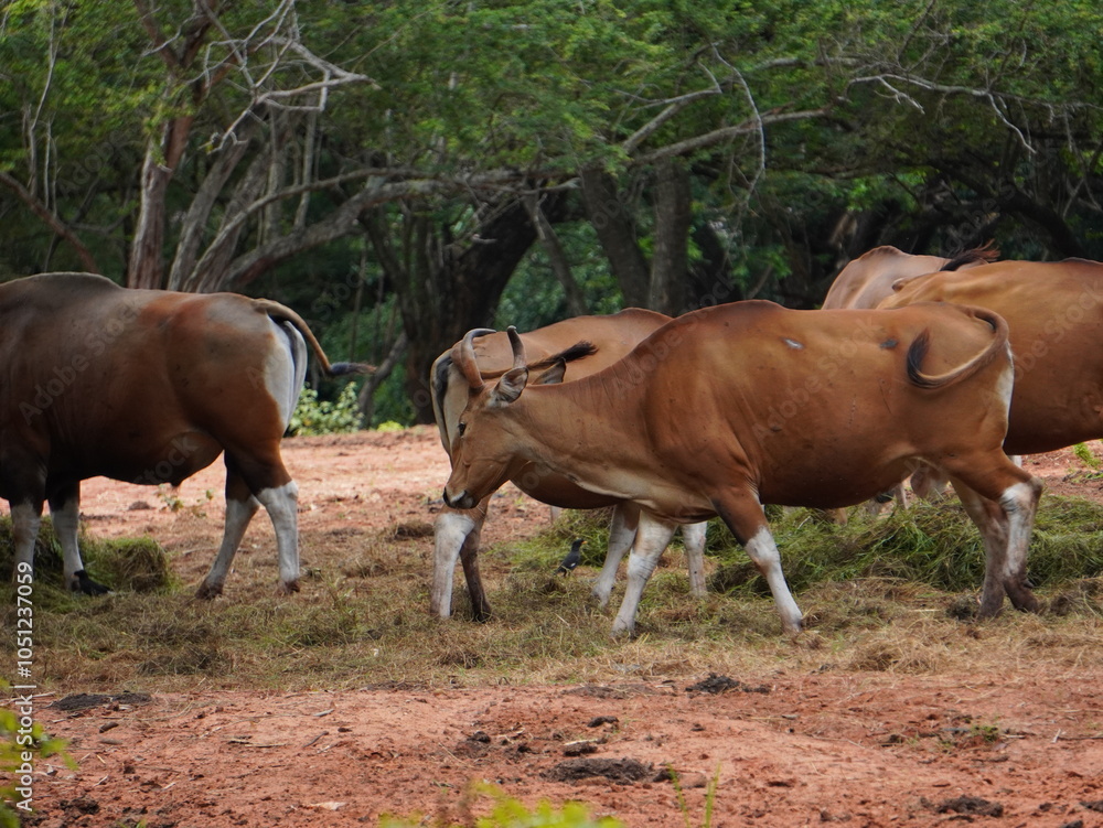 Banteng Herd Feeding in EnclosureBanteng Herd Feeding in Enclosure.
