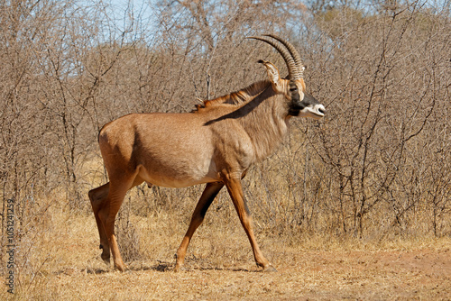 A rare roan antelope (Hippotragus equinus) in natural habitat, South Africa.