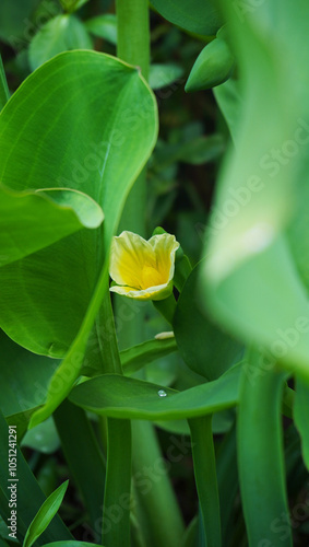 Limnocharis flava flower photo