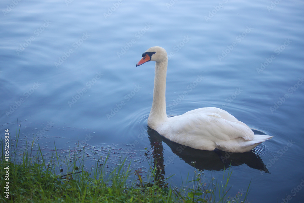Fototapeta premium A graceful white swan glides across calm waters,