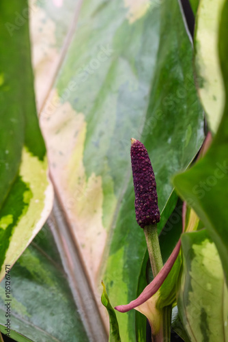 Anthurium Renaissance Flower and Spadix