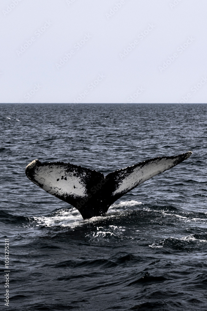 Fototapeta premium Up close whale tail sticking out of water