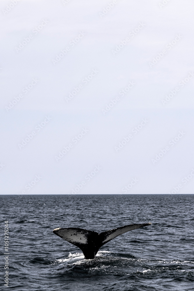 Fototapeta premium Whale tail sticking out of water