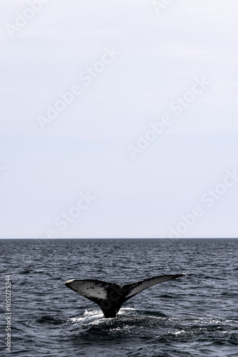 Whale tail sticking out of water