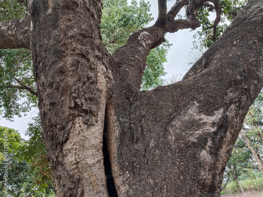 Obraz premium photo up to the tree top shot from below. low angle view of tree