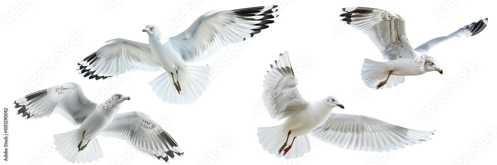 Fototapeta premium Seagulls soaring in unison, wings spread wide against a bright sky, a display of grace and freedom in flight Isolated on white background or PNG