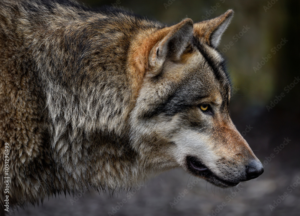 Fototapeta premium A close up of a Grey Wolf (Gray Wolf) 