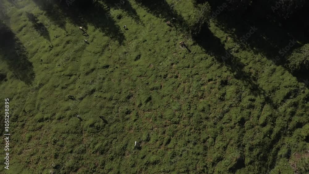 Aerial view of Cows grazing in an Alpine Landscape of Austria. Drone reveal stunning Mountain Range above the Clouds in Background Aerial view of Cows grazing in an Alpine Landscape of Austria. Drone reveal stunning Mountain Range above the Clouds in Background