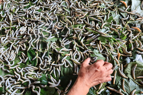 In the background of nature, the silkworm larvae spun their cocoons, producing the fine silk threads that would be woven into luxurious textiles and fabric fibers.