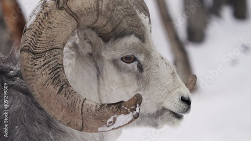 Close-up Thinhorn Sheep Resting In Snow At Yukon Territory, Canada. photo