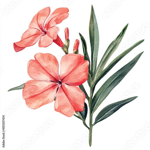 Oleander flower watercolor clipart illustration