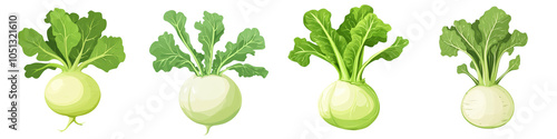 Close up shot of fresh organically grown kohlrabi vegetables with vibrant green leaves  The kohlrabis are sitting on a wooden surface showcasing their round smooth shape and crisp texture photo