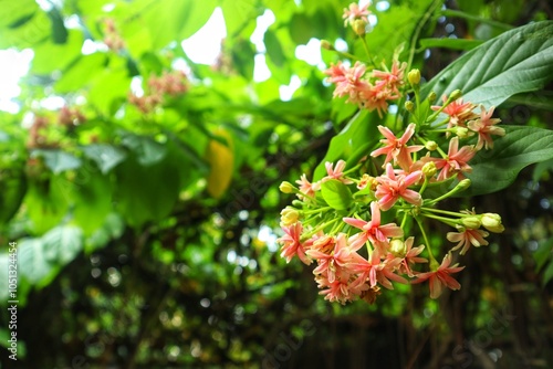 The flowers of the Ceguk plant (Combretum indicum) are blooming beautifully. With a close view. photo