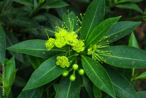 Xanthostemon chrysanthus or golden penda is a tree with striking yellow flowers, and is the floral symbol of the city of Cairns.
 photo