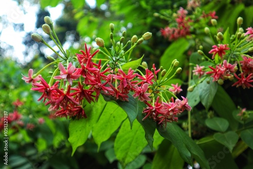 The flowers of the Ceguk plant (Combretum indicum) are blooming beautifully. With a close view. photo