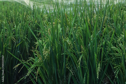 Rice plants or Oryza sativa L which are still green are in the milk ripening stage, in a rice field.