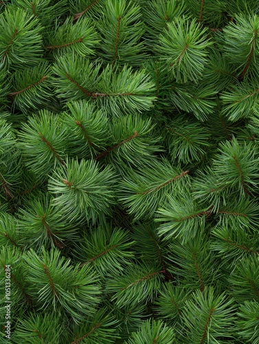 Dense pine plantation poised for lumber harvest, showcasing a serene botanical scene with soft, natural lighting.