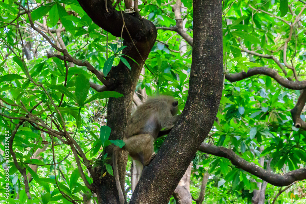 Olive baboon (Papio anubis), also called the Anubis baboon, on a tree in Lake Manyara National Park in Tanzania Olive baboon (Papio anubis), also called the Anubis baboon, on a tree in Lake Manyara National Park in Tanzania