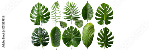 Tropical Leaf Collection, various shapes, lush greenery, diverse textures, vibrant plant display, natural aesthetic Isolated on white background or PNG