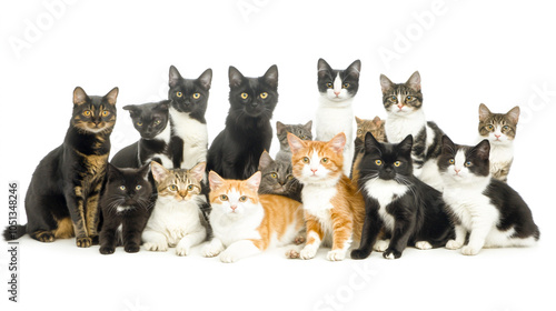 Diverse Group of Cats in Studio Setting