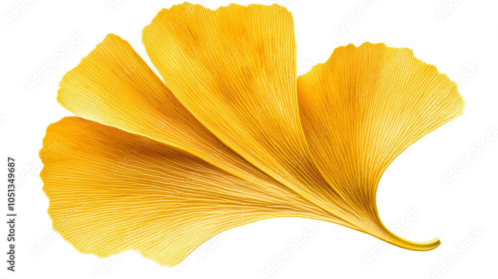 vibrant yellow ginkgo leaf showcases its unique fan shape and intricate vein patterns, symbolizing resilience and longevity in nature vibrant yellow ginkgo leaf showcases its unique fan shape and intricate vein patterns, symbolizing resilience and longevity in nature