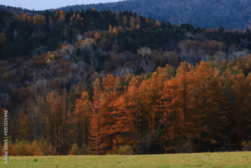 晩秋　夕日に照らされる紅葉の木々