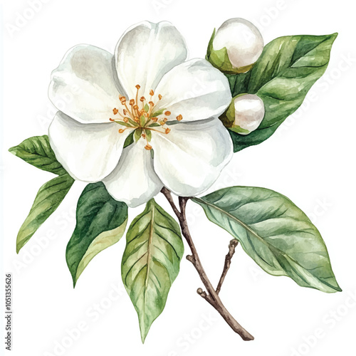 pearl Blossom watercolor clipart illustration