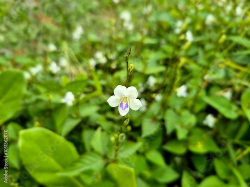 white flowers in the garden