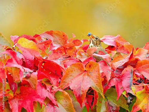 Wallpaper Mural Bird feeding with a blue berry in the beak in colorful autumn leaves Torontodigital.ca