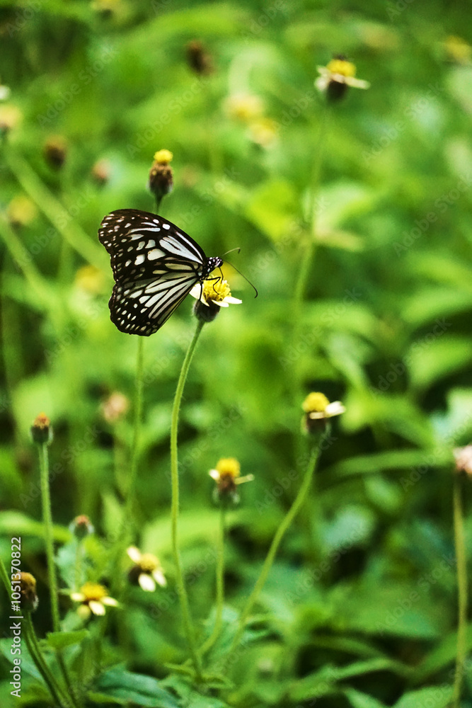 Butterfly perched on a flower amidst lush greenery.