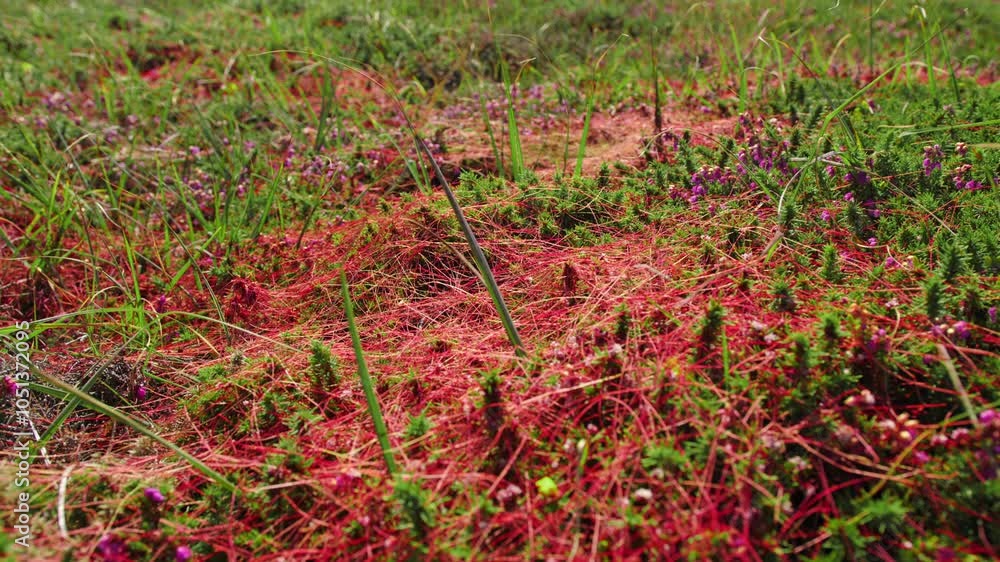Parasitic plant called Cuscuta epiphytum growing on green meadow, handheld