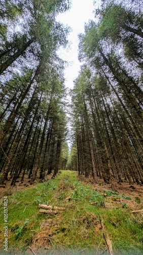 Obraz na płótnie Hiking trail in the autumn pine trees forest at Slieve Bloom Mountains, Forelacka, Kinnitty, Co. Offaly, nature background w salonie