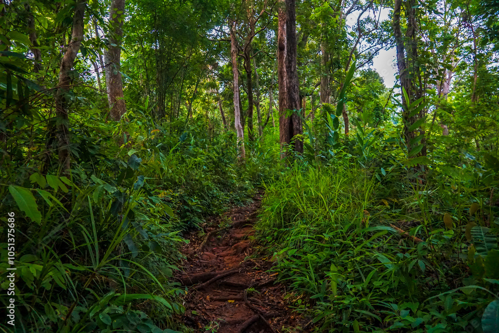 Obraz premium A view through lush green foliage in a dense forest.
