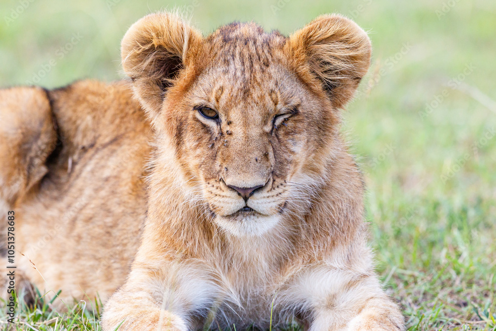 Lion Cub bothered by flies in the eyes Lion Cub bothered by flies in the eyes