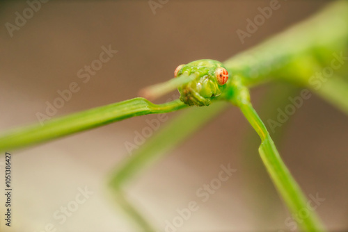 Φωτογραφία Didymuria violescens, the spur legged phasmid, also known as the violet-winged stick insect, or violet-winged phasma, is a common phasmid native to Australia