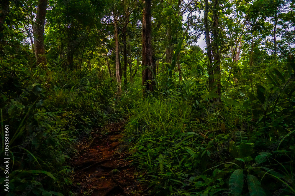 Obraz premium A winding path through a lush green forest with tall trees.