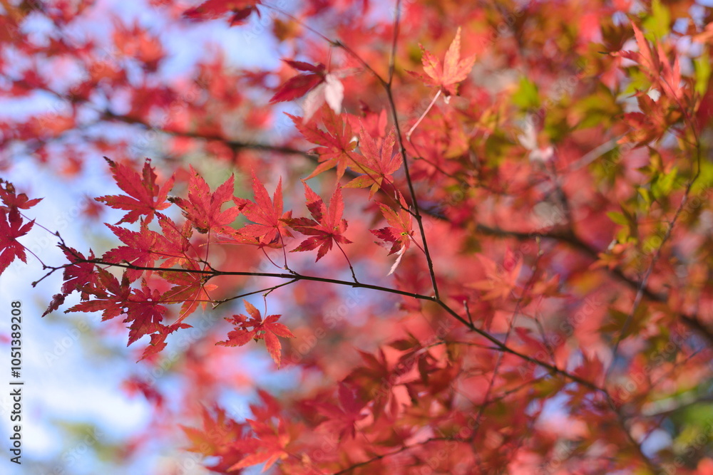 秋にみれる真っ赤な紅葉 秋にみれる真っ赤な紅葉