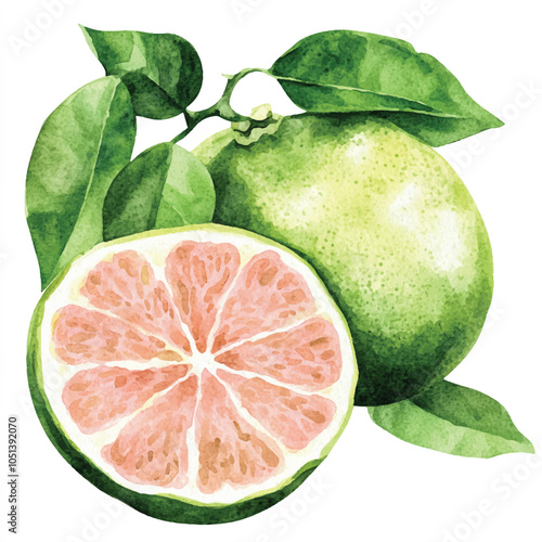 Pomelo fruit watercolor clipart illustration