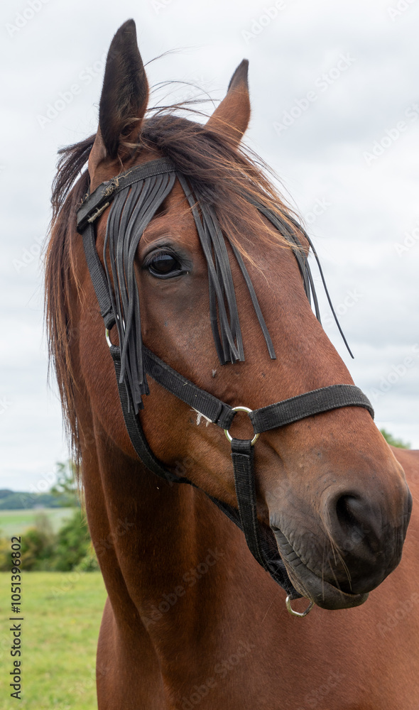 Obraz premium A brown horse with a black mane and a black bridle